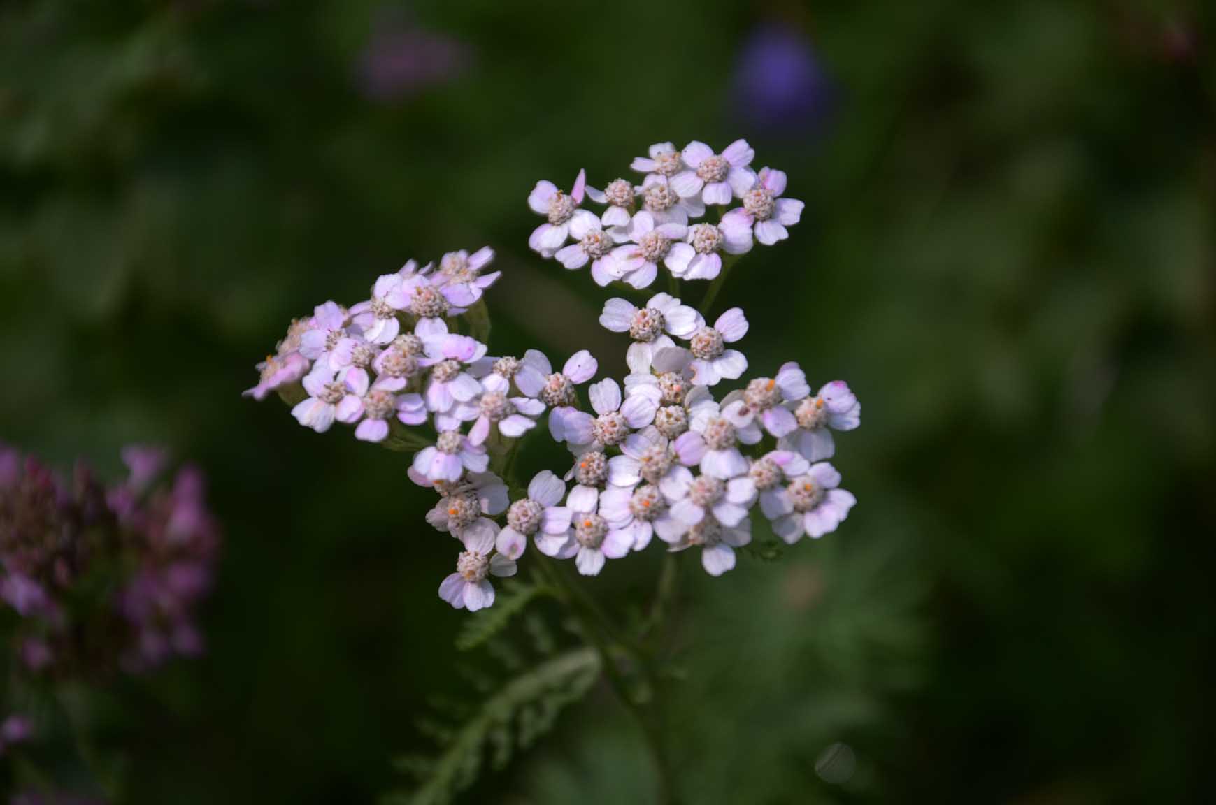 Schafgarbe mit vielen kleine Blüten