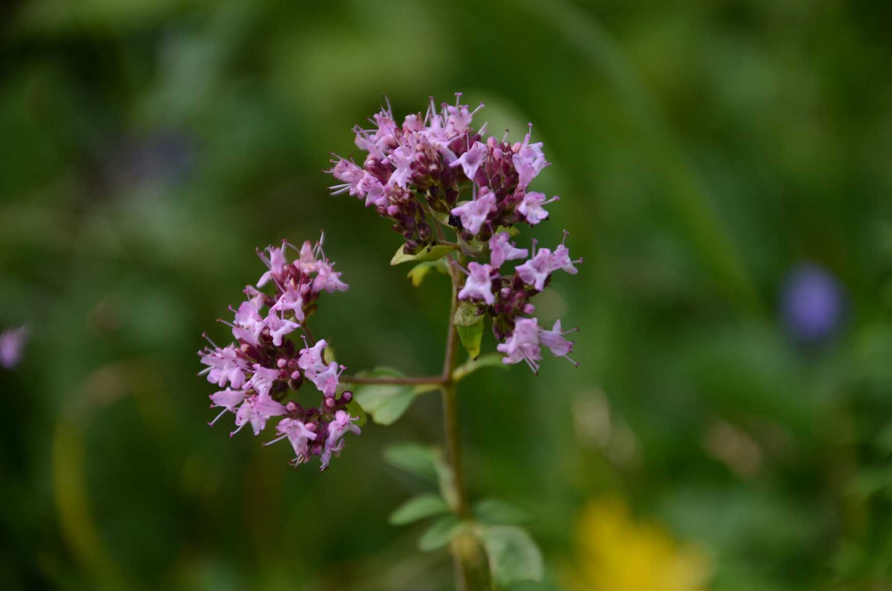 Oregano