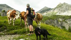 Keine Angst vor Kühen auf der Alm