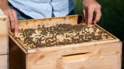 Bio-Bienenhonig aus Salzburg