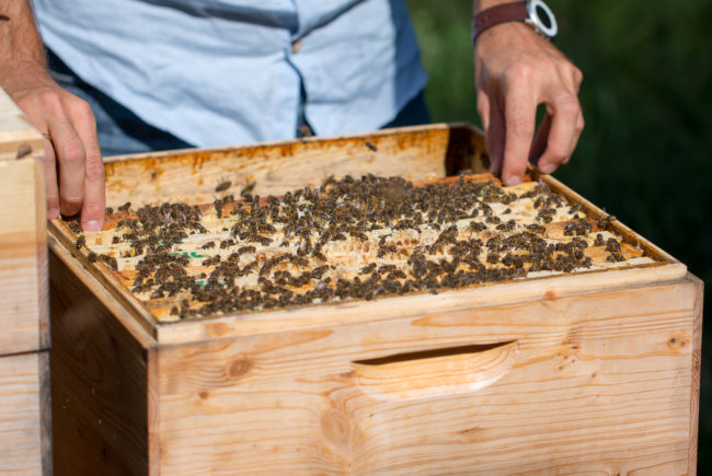 Bio-Imkerei Bienenlieb