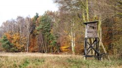 Waidmannsheil  –  von Wildwochen, Jagd und Wildbret