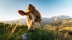 Frühstück auf der Alm