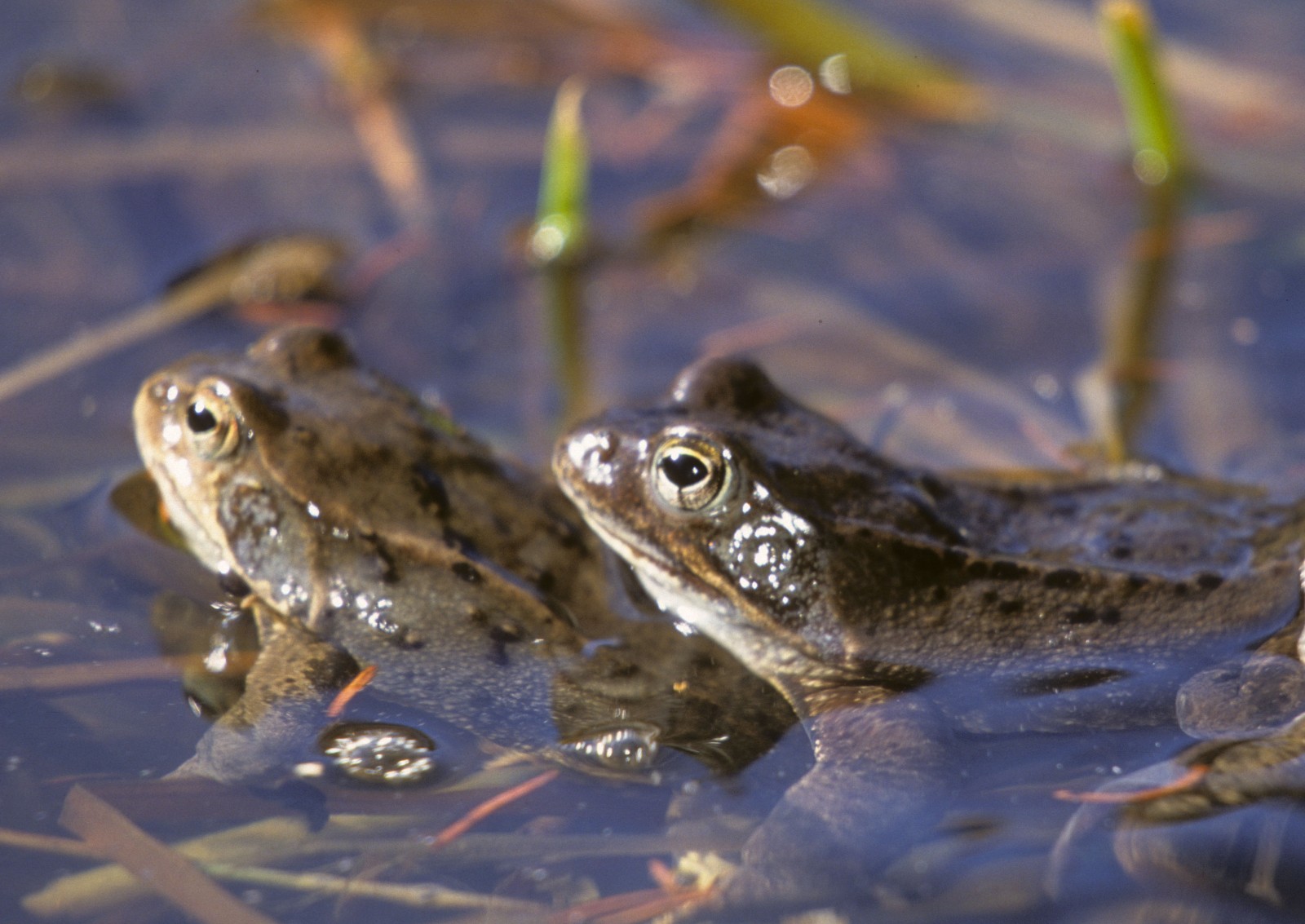 Zwei Frösche, teilweise untergetaucht in flachem Wasser, umgeben von Wasserpflanzen und Spiegelungen.