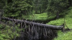 Waldbaden im Gasteinertal