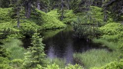Ab in den Dschungel – Regenwandern im Rauriser Urwald