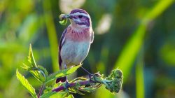 Lungau – Wildnis im Herzen der Tauern