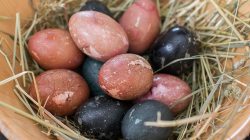 Eine mit roten, schwarzen und blauen Eiern gefüllte Holzschale, die auf getrocknetem Gras oder Heu ruht.