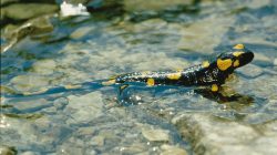 Feuersalamander, Frösche und Kröten auf Wanderschaft