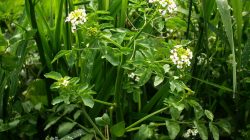 Brunnenkresse – Heilpflanze am Bachrand