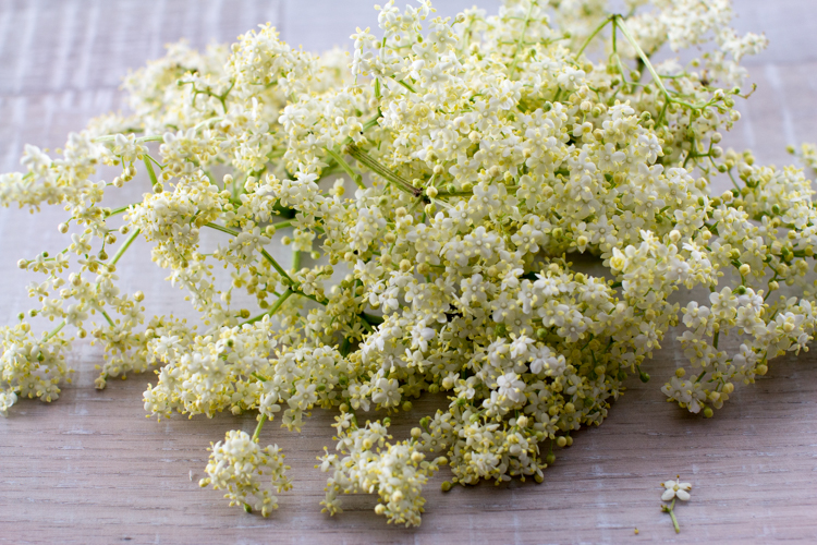 Holunderblüten-Rezepte - SalzburgerLand Magazin