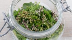 Hustensaft aus Fichtenwipfel, Thymian und Spitzwegerich