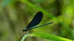 Libellen – Aus dem Wasser in die Luft