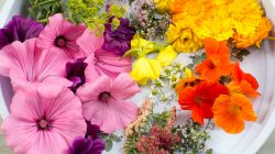 Essbare Blütenpracht aus dem SalzburgerLand