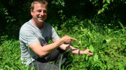 Giftige Kräuter und Beeren