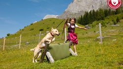 Urlaub mit Hund im SalzburgerLand