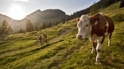 Mit dem Bike von Alm zu Alm