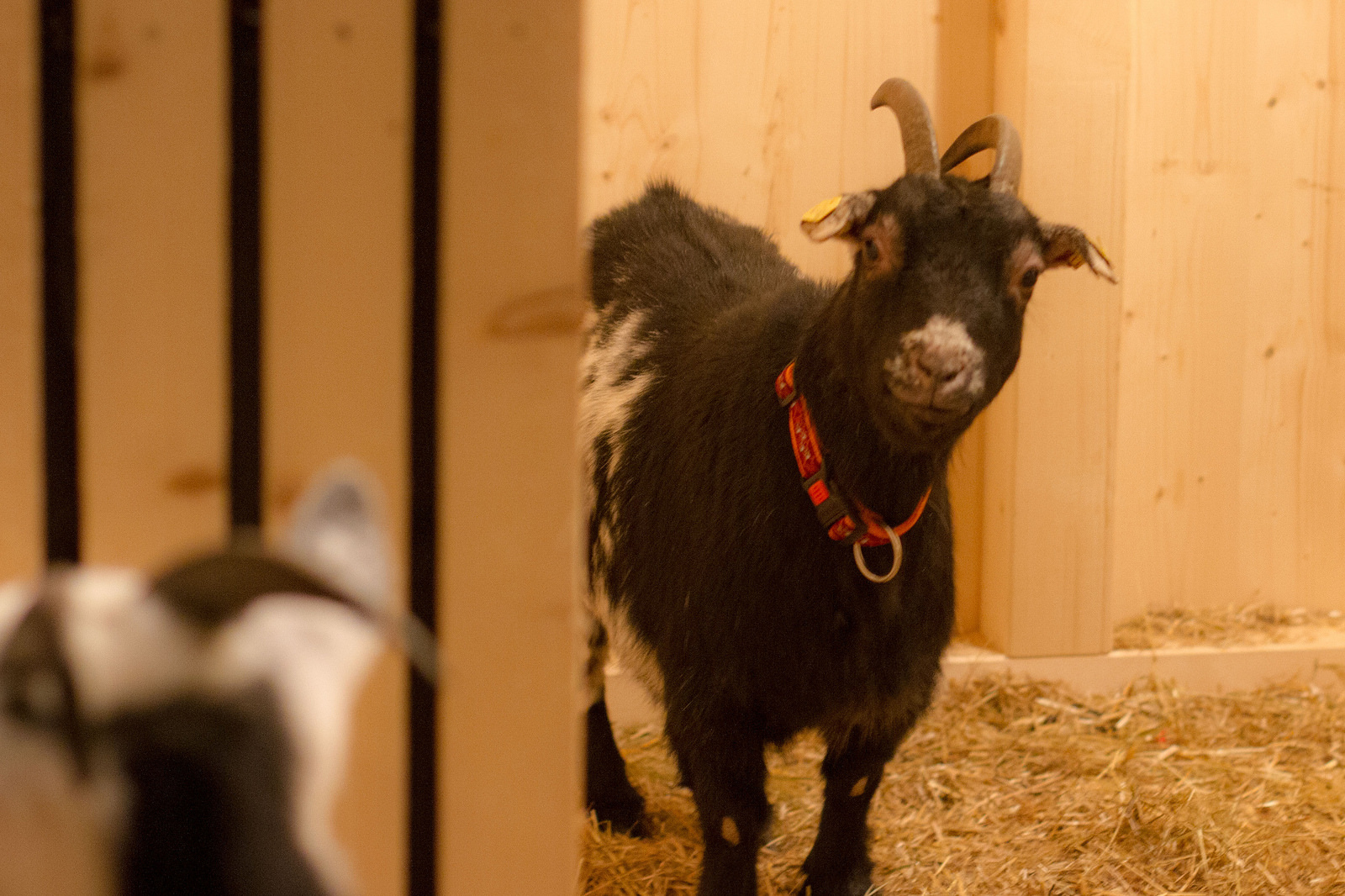 Streichelzoo beim Licht-Advent