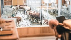 Ein Bistro im Kuhstall – die Heimatküche in Dienten