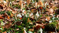Frühlingserwachen