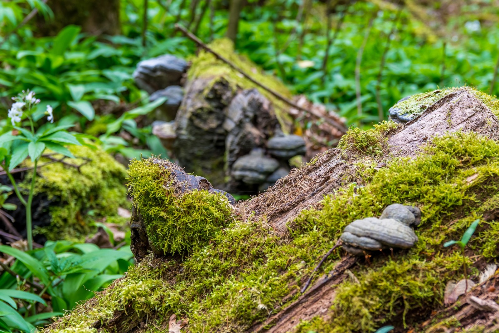 Heilsam: die Natur am Dürrnberg.