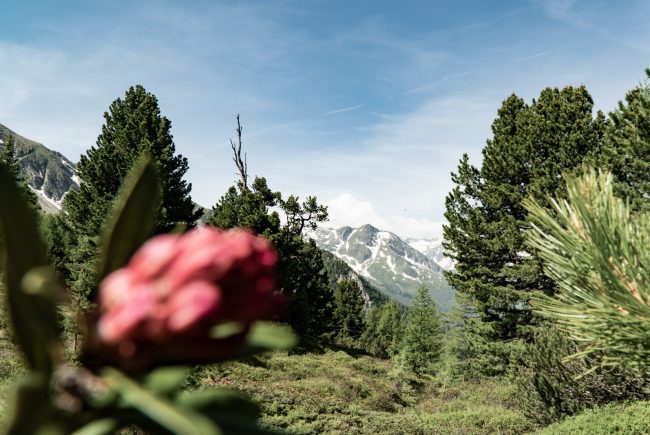 Blick in die Hohen Tauern vom Graukogel aus