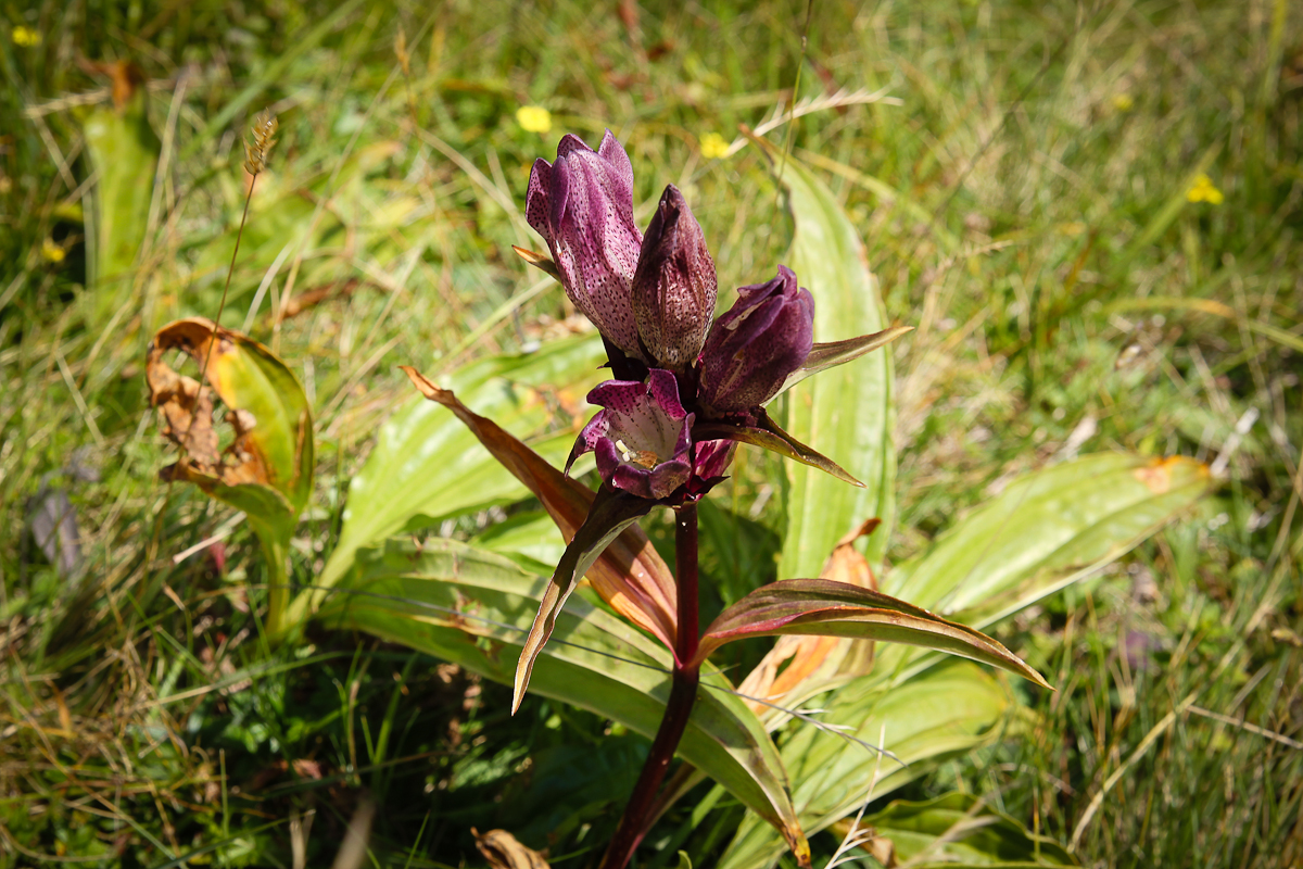 Ein Highlight am Almblumenweg ist der braunviolette Enzian 