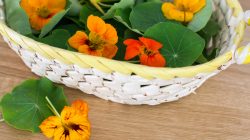 Ein geflochtener Korb mit orangefarbenen Kapuzinerkresseblüten und grünen Blättern auf einer Holzoberfläche.