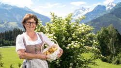 Die Kartoffel –  Knolle mit innerer Stärke