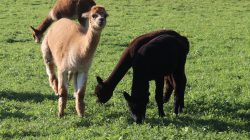 Drei Alpakas, ein hellbraunes und zwei dunkelbraune, grasen auf grünem Gras auf einer sonnenbeschienenen Wiese.