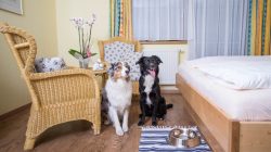 Hundehotel Grimming in Rauris: Urlaub mit Wau-Effekt