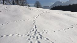 Tierspuren kreuzen sich auf einem verschneiten Feld mit Bäumen und Bergen im Hintergrund unter blauem Himmel.