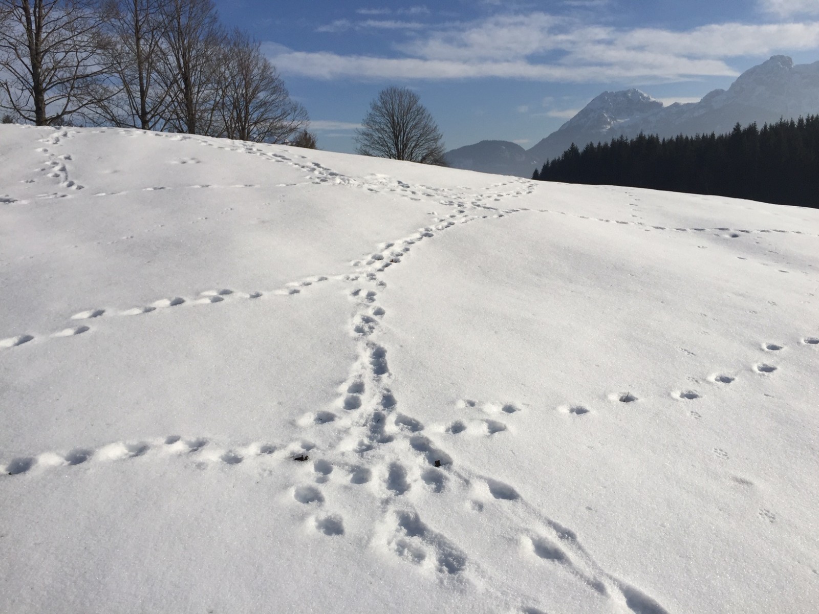 Tierspuren im Schnee folgen SalzburgerLand Magazin