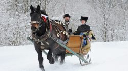 Mit Pferdestärken durch die Winterlandschaft