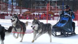 Ein Mann fährt einen Schlitten, der von Huskys gezogen wird, während eines verschneiten Hundeschlittenrennens mit Zuschauern im Hintergrund.