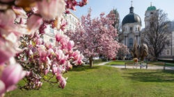 Wenn die Magnolien wieder blüh’n…