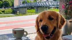 Kaffeehausbesuch mit Hund im SalzburgerLand
