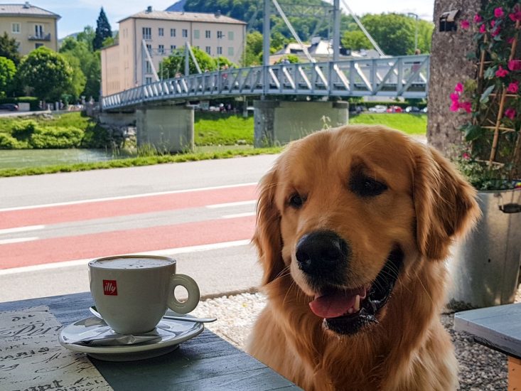 hundefreundliche Kaffeehäuser im SalzburgerLand