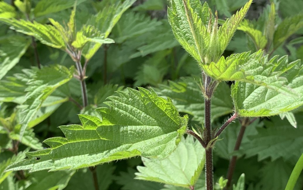 &amp;quot;Un&amp;quot;-Kräuter aus Wald, Wiese und Garten - SalzburgerLand Magazin