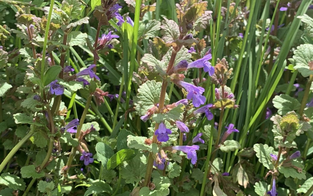 &amp;quot;Un&amp;quot;-Kräuter aus Wald, Wiese und Garten - SalzburgerLand Magazin