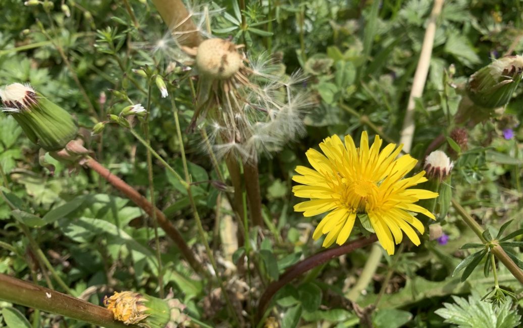 &amp;quot;Un&amp;quot;-Kräuter aus Wald, Wiese und Garten - SalzburgerLand Magazin