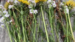 „Un“-Kräuter aus Wald, Wiese und Garten
