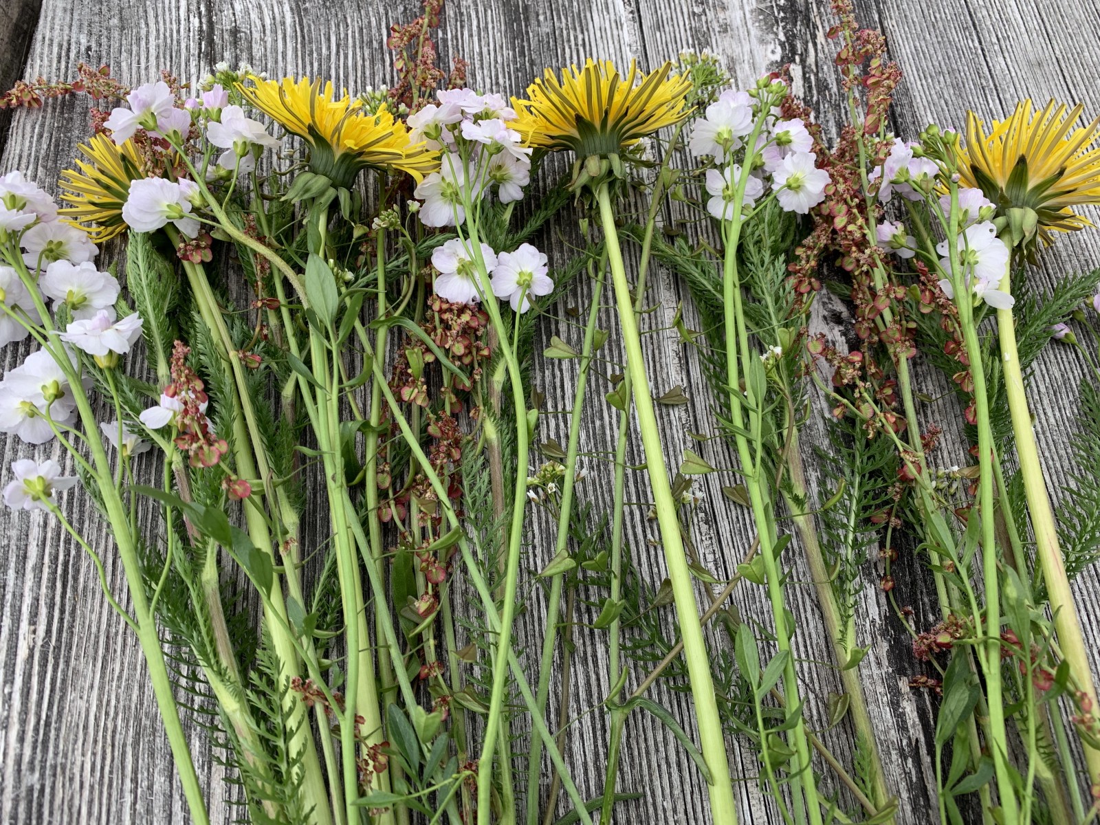 "Un"Kräuter aus Wald, Wiese und Garten SalzburgerLand Magazin