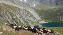 Almsommer auf der Seebachalm