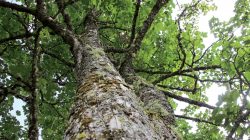 Die Kraft der Bäume – Baumlehrpfad in Wagrain-Kleinarl