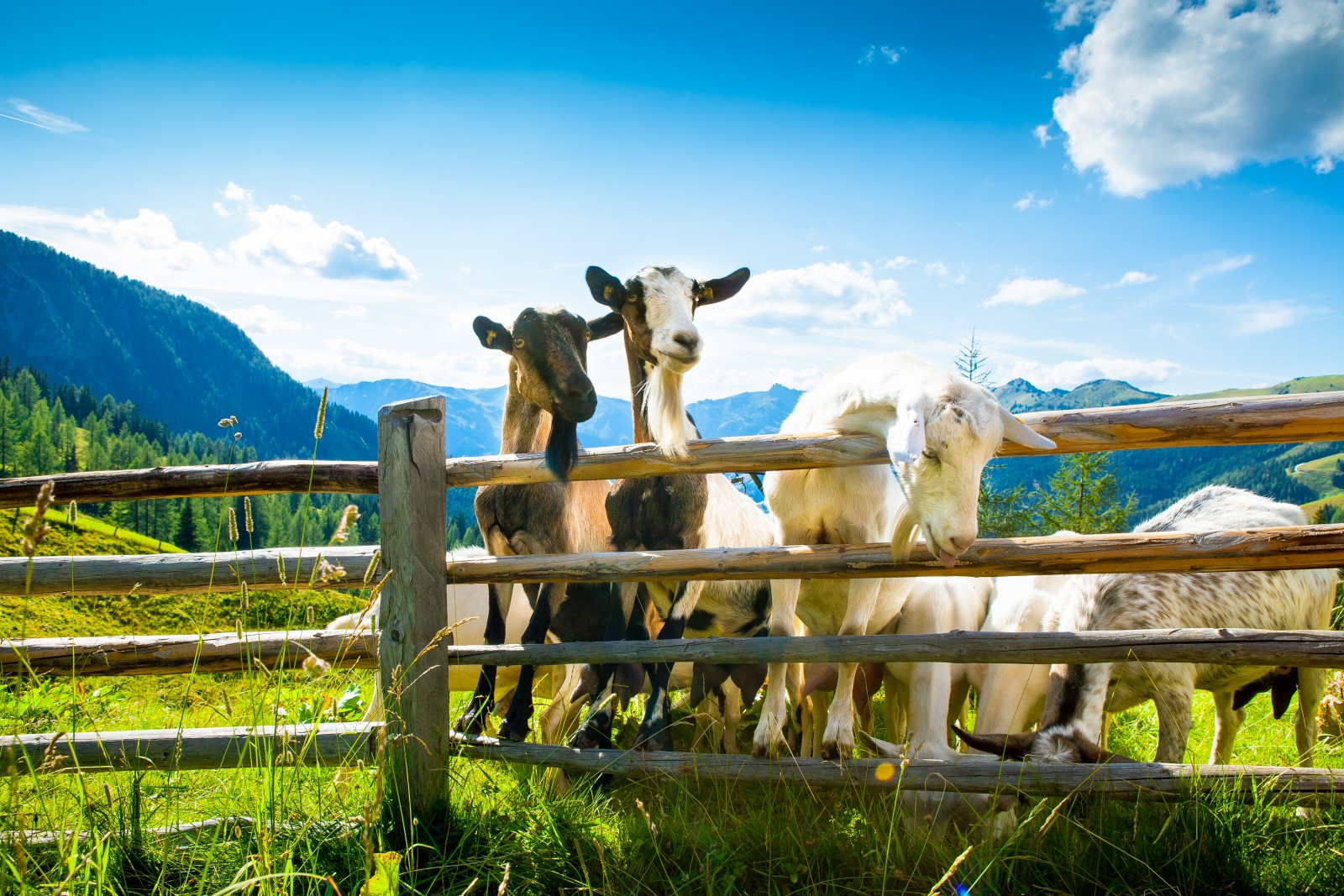 © Foto Gruber Großarl - Ziegen auf der Loosbuehelalm