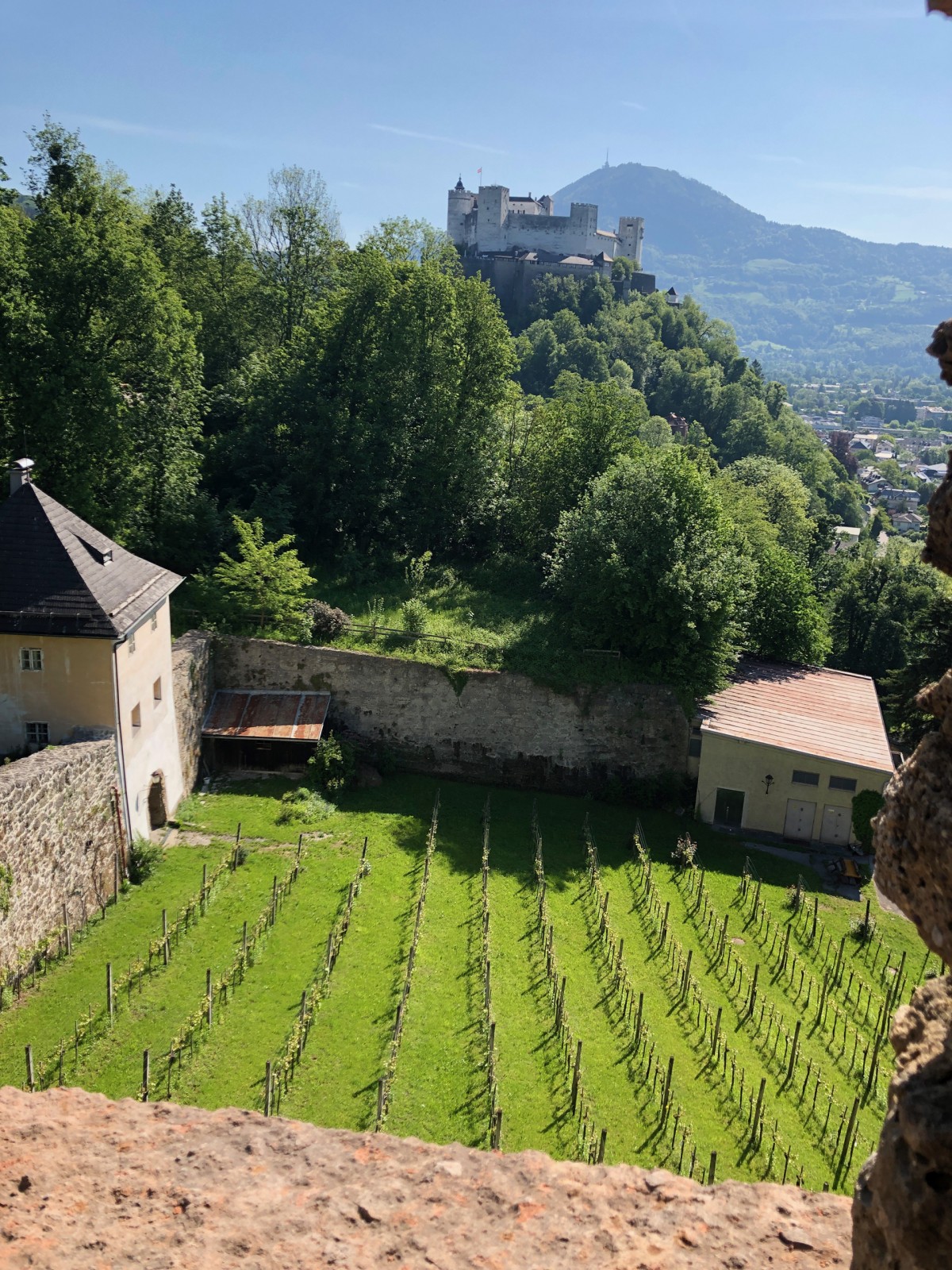 Weinberg mit steinernen Gebäuden und einem entfernten Schloss auf einem Hügel, umgeben von Bäumen unter blauem Himmel.