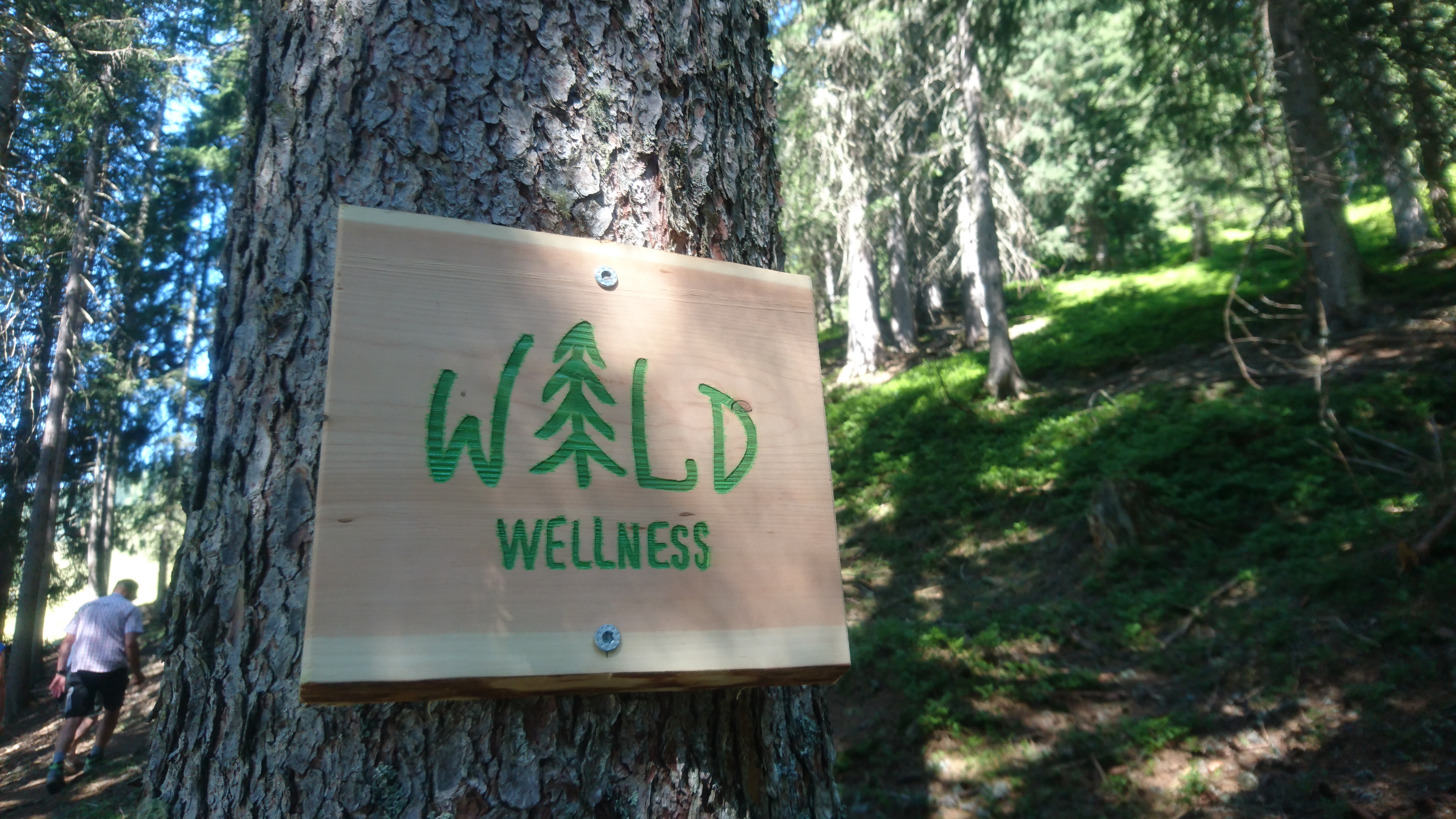 Entlang des Wald-Wellness-Wegs