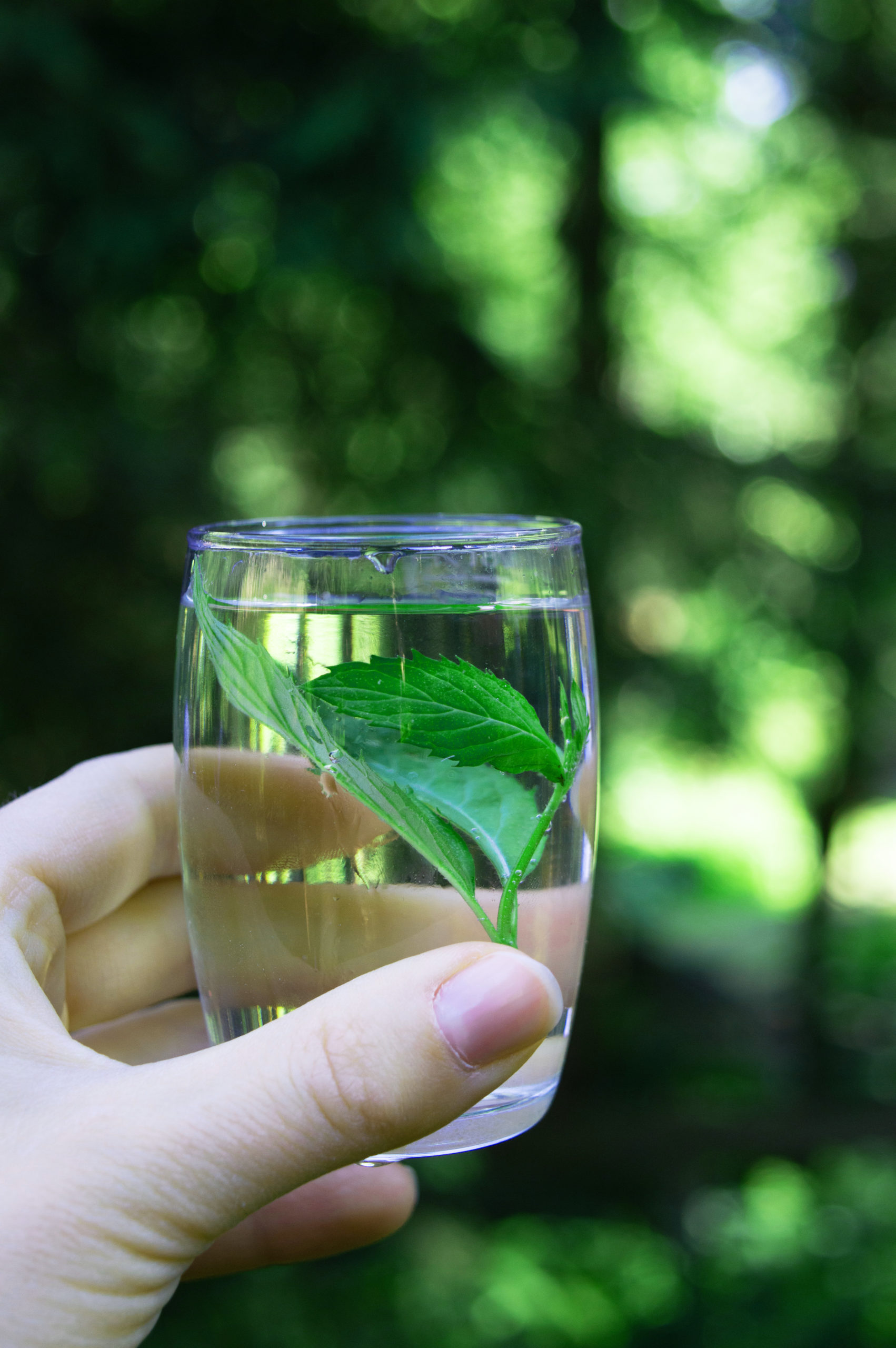 Frisches Quellwasser mit Minze