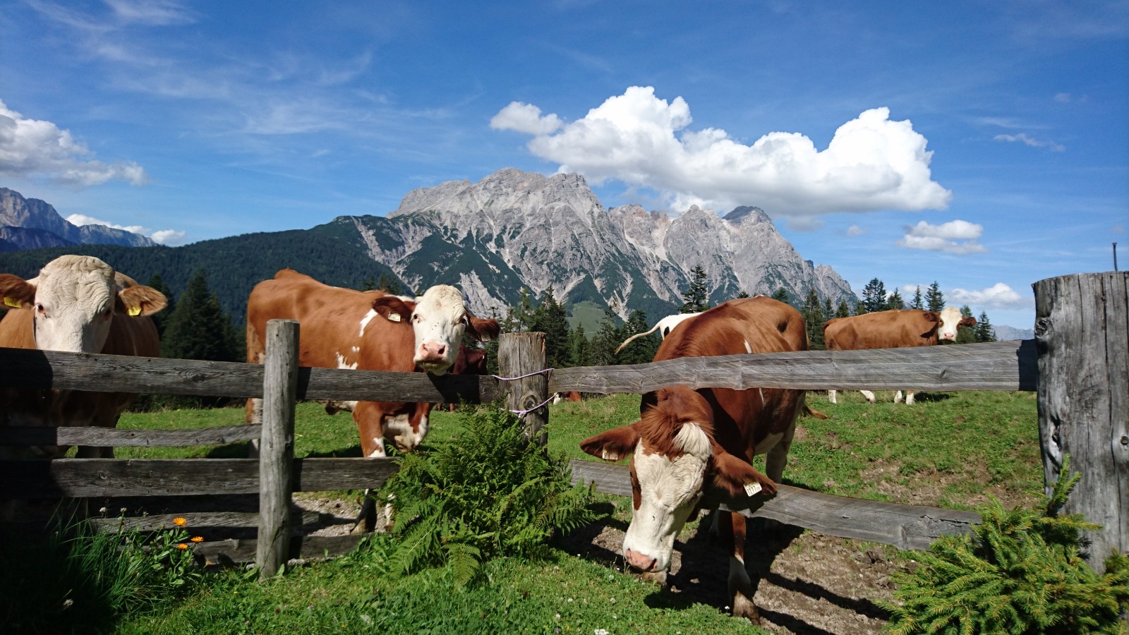 Kühe genießen den Almsommer